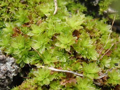 Syntrichia laevipila