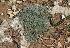 Teucrium subspinosum