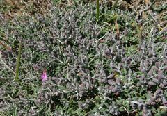 Teucrium subspinosum