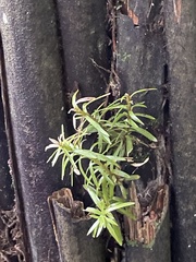 Phlegmariurus varius