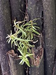 Phlegmariurus varius