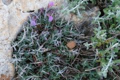 Teucrium subspinosum