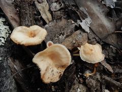 Singerocybe clitocyboides