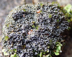 Fuscopannaria praetermissa