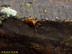 Papirioides jacobsoni