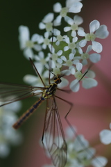 Nephrotoma submaculosa