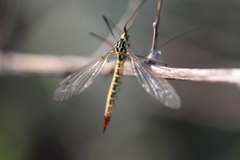 Nephrotoma submaculosa