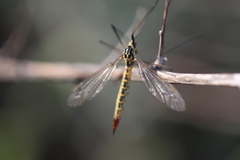 Nephrotoma submaculosa