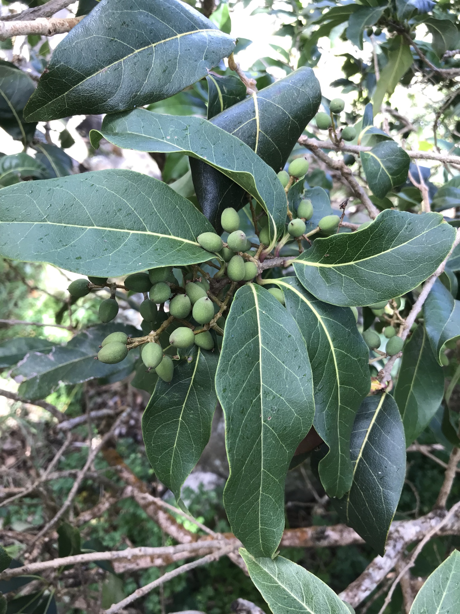 Nestegis sandwicensis