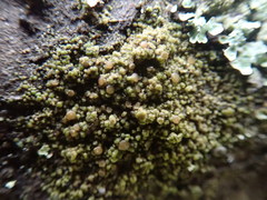 Protoparmelia ochrococca