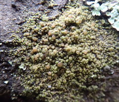 Protoparmelia ochrococca