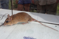 Aethomys ineptus