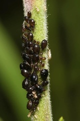 Brachycaudus lychnidis