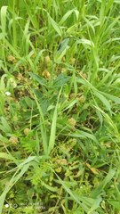 Brachycaudus lychnidis