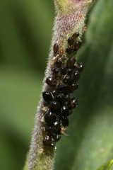 Brachycaudus lychnidis