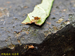 Papirioides jacobsoni