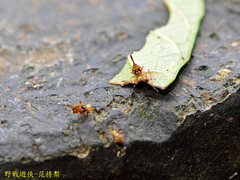 Papirioides jacobsoni