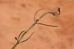Vincetoxicum lineare
