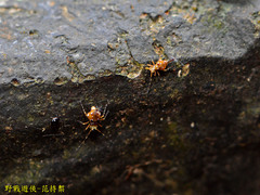 Papirioides jacobsoni