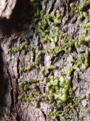 Frullania bolanderi