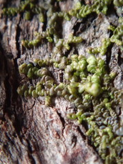 Frullania bolanderi