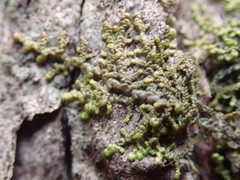 Frullania bolanderi