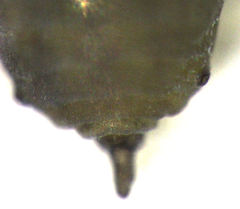 Neophyllaphis totarae