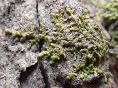 Frullania bolanderi