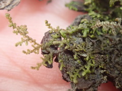 Frullania bolanderi