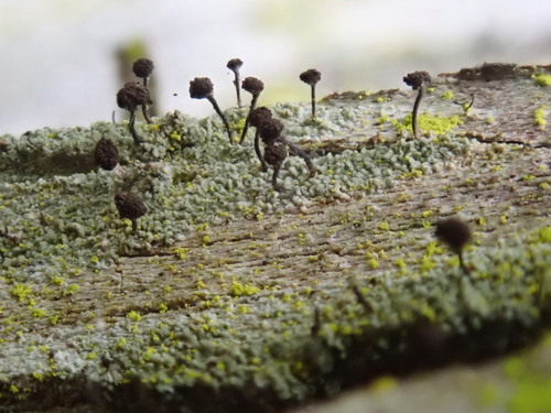 Chaenotheca trichialis