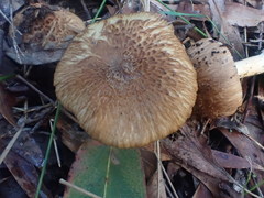 Inocybe exigua