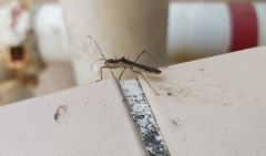 Marcius longirostris