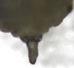 Neophyllaphis totarae