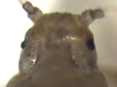 Neophyllaphis totarae