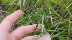 Pediomelum tenuiflorum