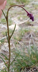 Linaria elegans