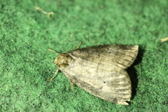 Ochropacha duplaris