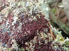 Frullania californica