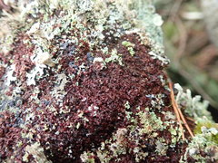 Frullania californica