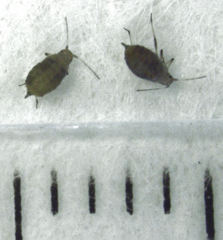 Neophyllaphis totarae