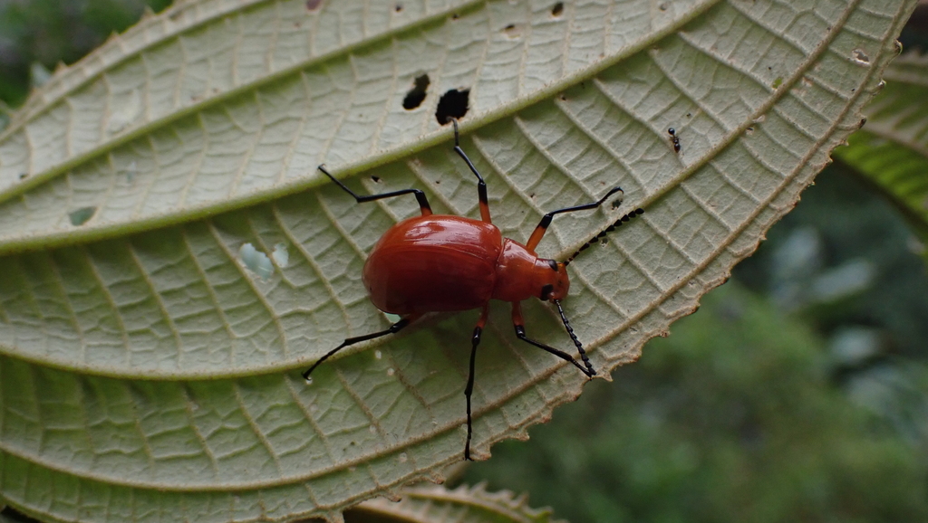 Cuphotes unicolor