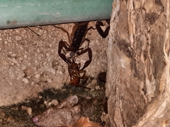 Centruroides gracilis