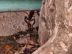 Centruroides gracilis