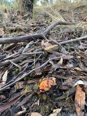 Ramaria capitata ochraceosalmonicolor