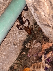 Centruroides gracilis