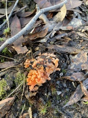 Ramaria capitata ochraceosalmonicolor
