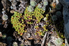 Kelleria croizatii