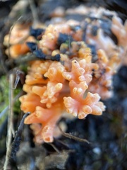 Ramaria capitata ochraceosalmonicolor