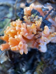 Ramaria capitata ochraceosalmonicolor