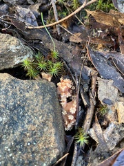 Ramaria capitata ochraceosalmonicolor